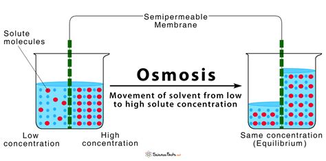 stages of osmosis diagram 